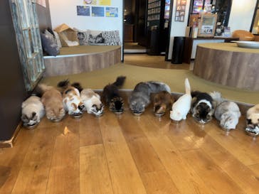 猫カフェモカ　池袋東口店に投稿された画像（2025/7/4）