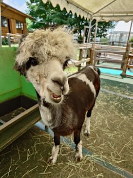 八ヶ岳アルパカ牧場に投稿された画像（2025/7/4）