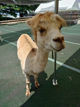 八ヶ岳アルパカ牧場に投稿された画像（2025/7/4）