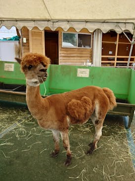 八ヶ岳アルパカ牧場に投稿された画像（2025/7/4）