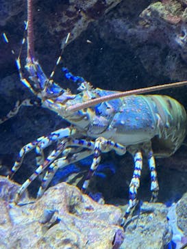 沖縄美ら海水族館に投稿された画像（2025/7/4）
