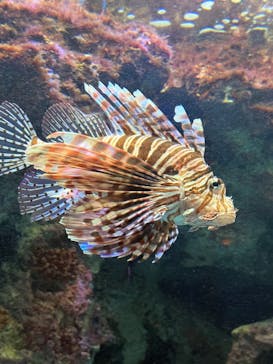 沖縄美ら海水族館に投稿された画像（2025/7/4）