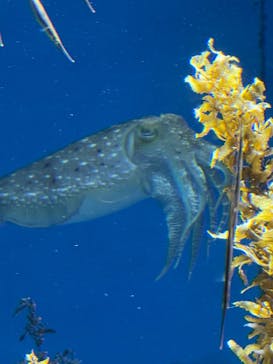 沖縄美ら海水族館に投稿された画像（2025/7/4）