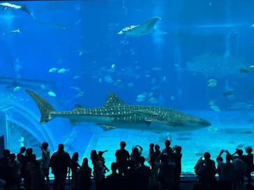 沖縄美ら海水族館に投稿された画像（2025/7/4）