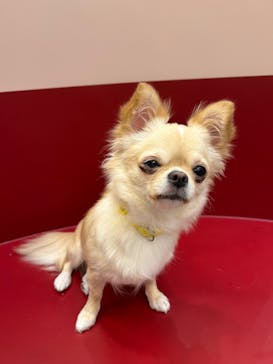 いぬカフェRio ゆめタウン佐賀店に投稿された画像（2025/7/4）