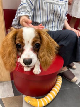 いぬカフェRio ゆめタウン佐賀店に投稿された画像（2025/7/4）