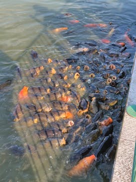 東武動物公園に投稿された画像（2025/7/4）