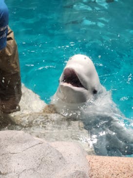 名古屋港水族館に投稿された画像（2025/7/4）