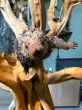 カワスイ 川崎⽔族館に投稿された画像（2025/7/4）