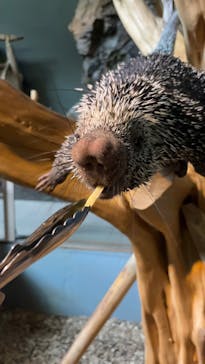 カワスイ 川崎⽔族館に投稿された画像（2025/7/4）