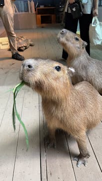 カワスイ 川崎⽔族館に投稿された画像（2025/7/4）