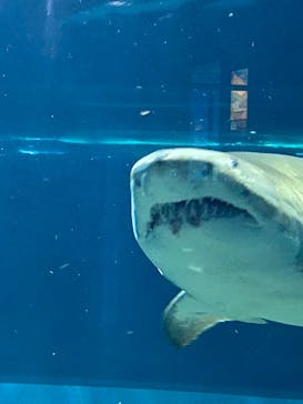アクアワールド茨城県大洗水族館に投稿された画像（2025/7/4）