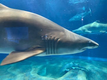 アクアワールド茨城県大洗水族館に投稿された画像（2025/7/4）