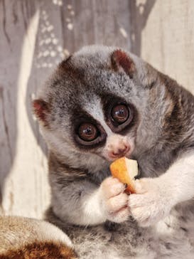 アニマルカフェフレカ　福島店に投稿された画像（2025/7/4）