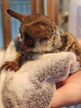 アニマルカフェフレカ　福島店に投稿された画像（2025/7/4）