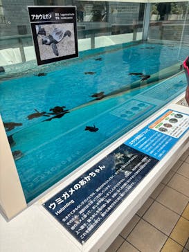 名古屋港水族館に投稿された画像（2025/7/4）