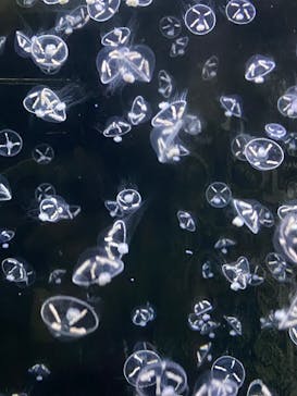 アクアワールド茨城県大洗水族館に投稿された画像（2025/7/4）