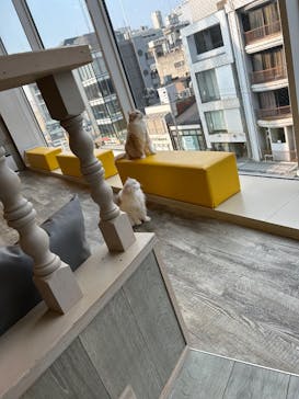 猫カフェモカ 京都河原町店に投稿された画像（2025/7/4）