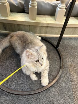 猫カフェモカ 京都河原町店に投稿された画像（2025/7/4）