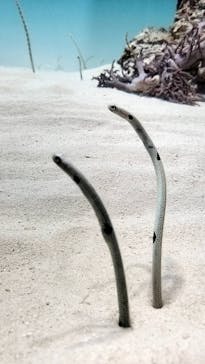 アクアワールド茨城県大洗水族館に投稿された画像（2025/7/5）