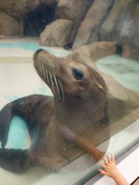 サンシャイン水族館に投稿された画像（2025/7/5）