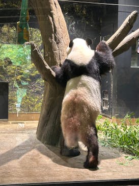 恩賜上野動物園に投稿された画像（2025/7/5）