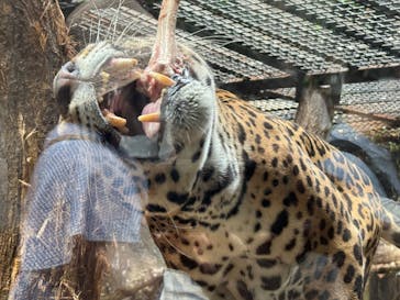 那須どうぶつ王国に投稿された画像（2025/7/5）