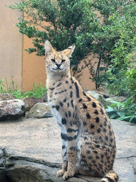 那須どうぶつ王国に投稿された画像（2025/7/5）