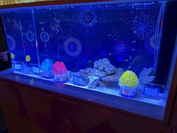 マクセル アクアパーク品川に投稿された画像（2025/7/5）