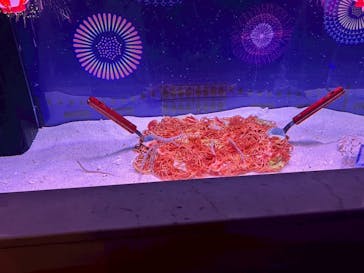 マクセル アクアパーク品川に投稿された画像（2025/7/5）