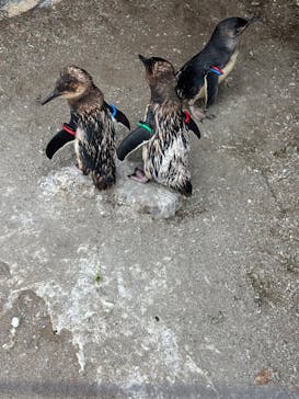 葛西臨海水族園に投稿された画像（2025/7/5）
