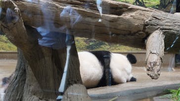 恩賜上野動物園に投稿された画像（2025/7/5）