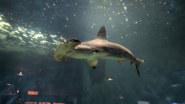 アクアワールド茨城県大洗水族館に投稿された画像（2025/7/5）