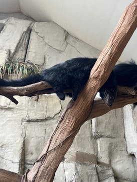 那須どうぶつ王国に投稿された画像（2025/7/5）