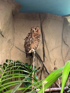 那須どうぶつ王国に投稿された画像（2025/7/5）