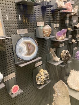 福井県立恐竜博物館に投稿された画像（2025/7/5）