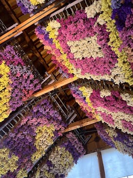 牧歌の里に投稿された画像（2025/7/5）