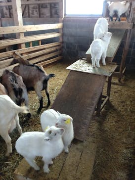 まかいの牧場に投稿された画像（2025/7/5）