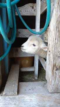 まかいの牧場に投稿された画像（2025/7/5）