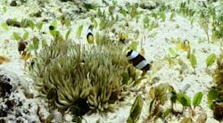 Dive Center OKKYに投稿された画像（2025/7/5）