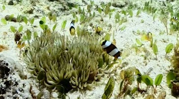 Dive Center OKKYに投稿された画像（2025/7/5）