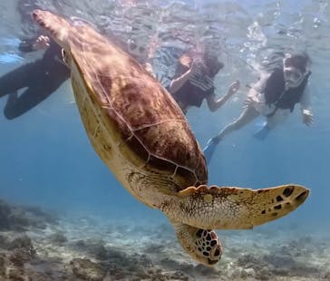 Dive Center OKKYに投稿された画像（2025/7/5）