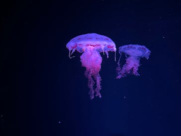 京都水族館に投稿された画像（2025/7/5）