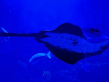 京都水族館に投稿された画像（2025/7/5）