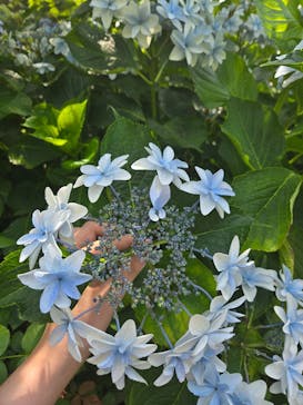 横浜イングリッシュガーデンに投稿された画像（2025/7/5）