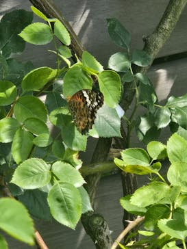 横浜イングリッシュガーデンに投稿された画像（2025/7/5）