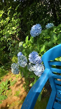 横浜イングリッシュガーデンに投稿された画像（2025/7/5）