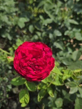 横浜イングリッシュガーデンに投稿された画像（2025/7/5）