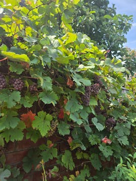 横浜イングリッシュガーデンに投稿された画像（2025/7/5）