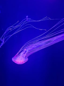すみだ水族館に投稿された画像（2025/7/5）